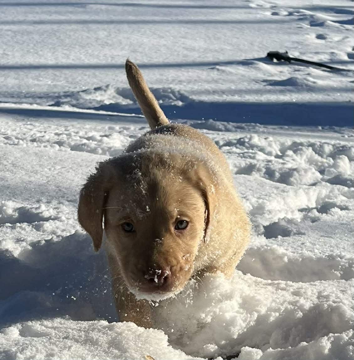 Purebred labs image 2