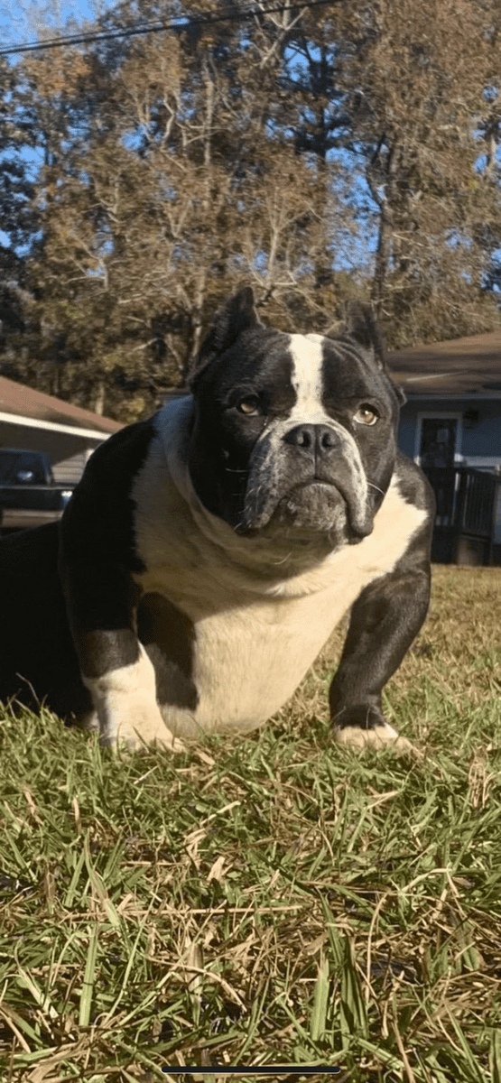 Male Tri Bully image 6
