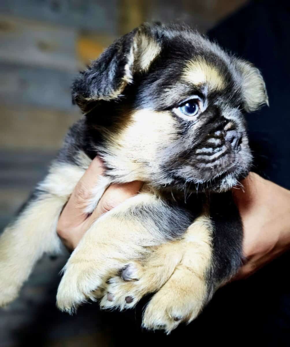 Fluffy frenchie puppies image 2