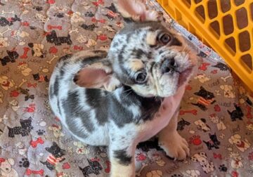Merle French Bulldog