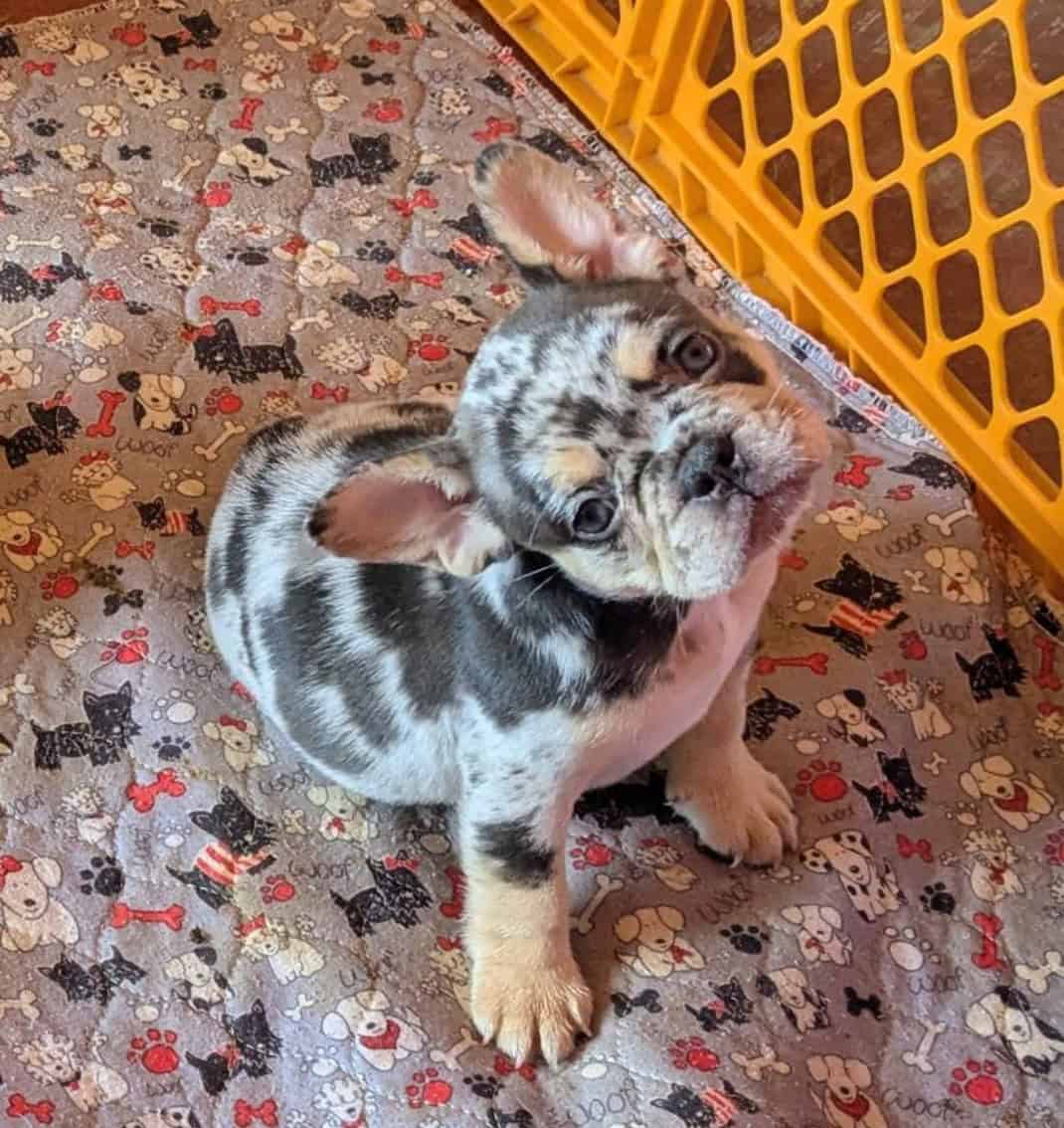 Merle French Bulldog image 1
