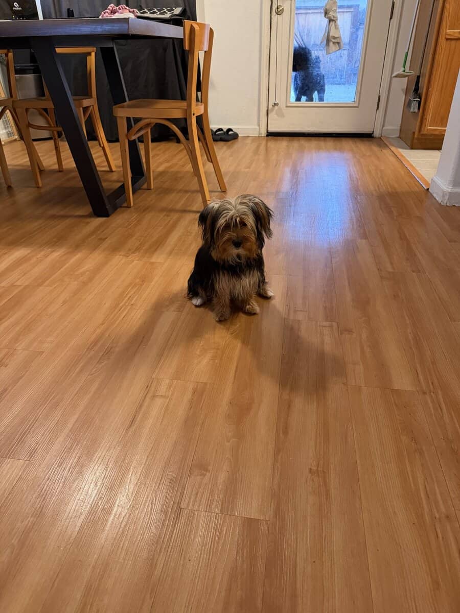 Rehoming yorkie girl image 2