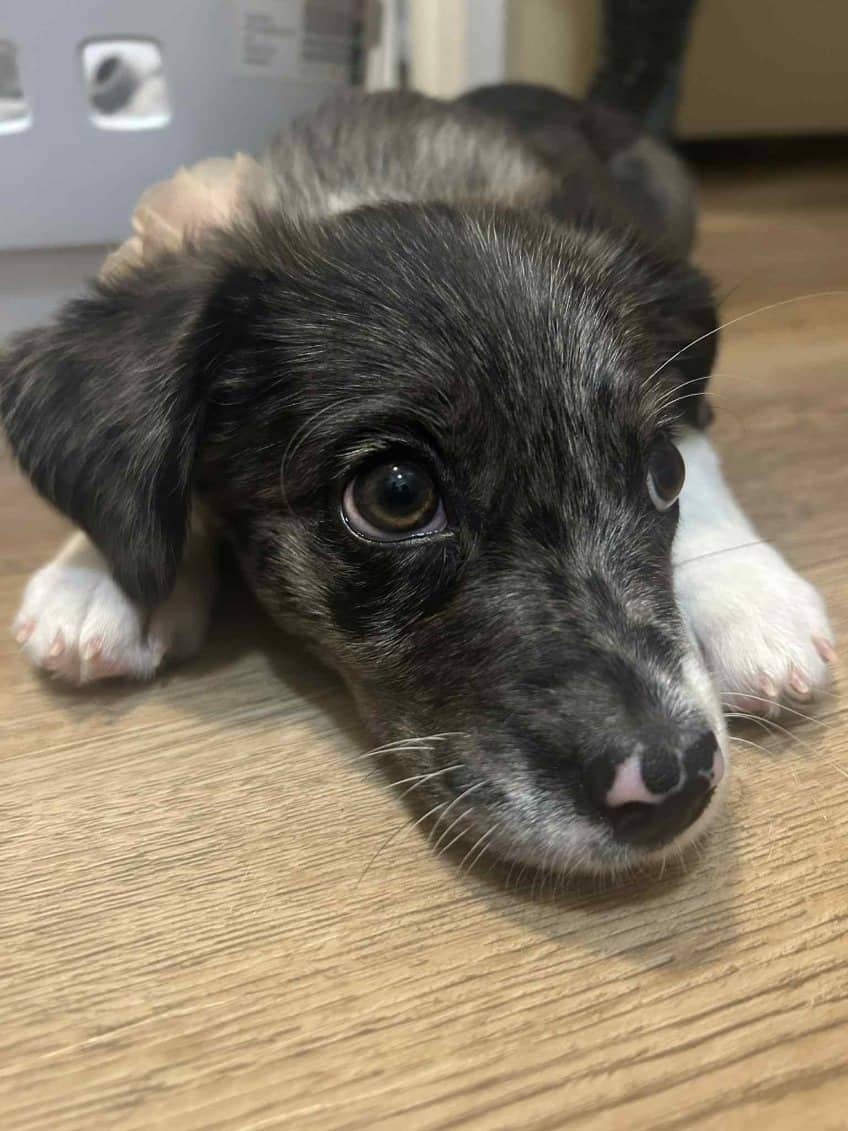 Bella!! Dog for sale!! image 1