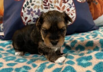 Traditional Yorkie Female