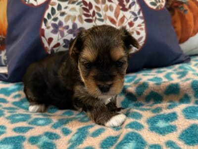Traditional Yorkie Female