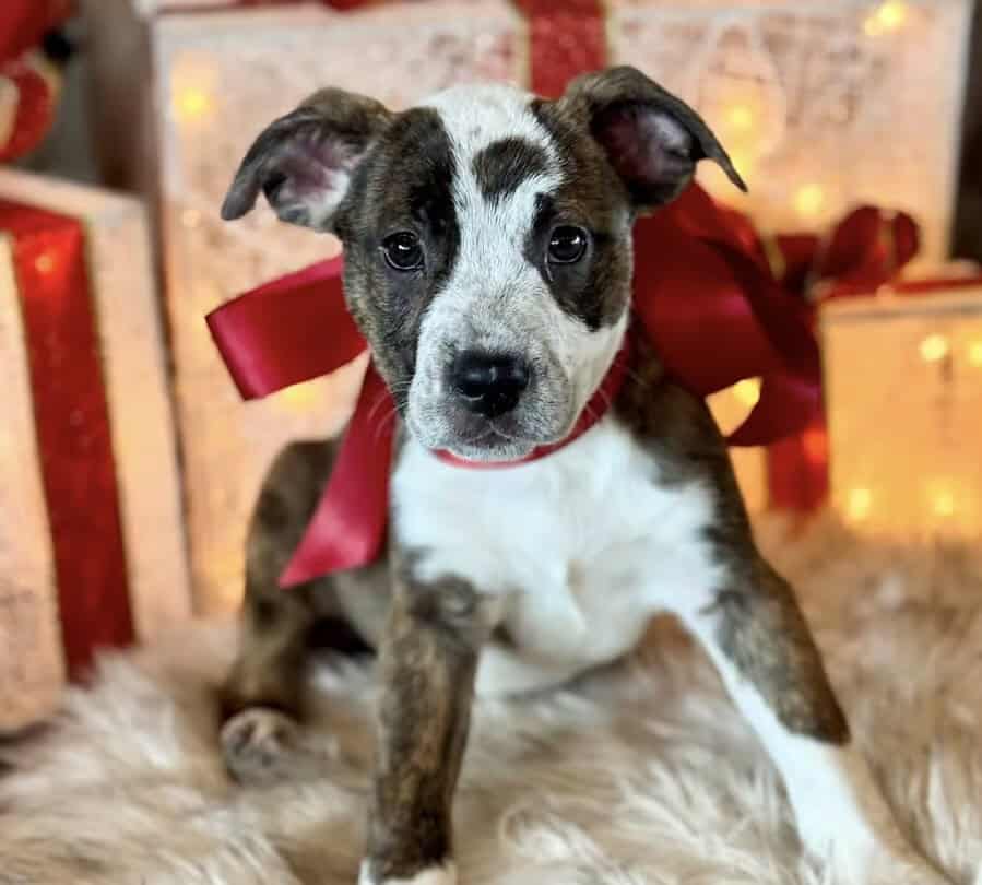🏡🐶🐾Adorable Pit/Mix Puppies !!🐾🐶 🏡 image 1