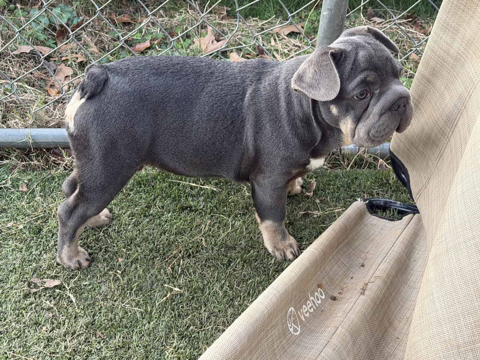 French Bulldog puppy Orange image 2