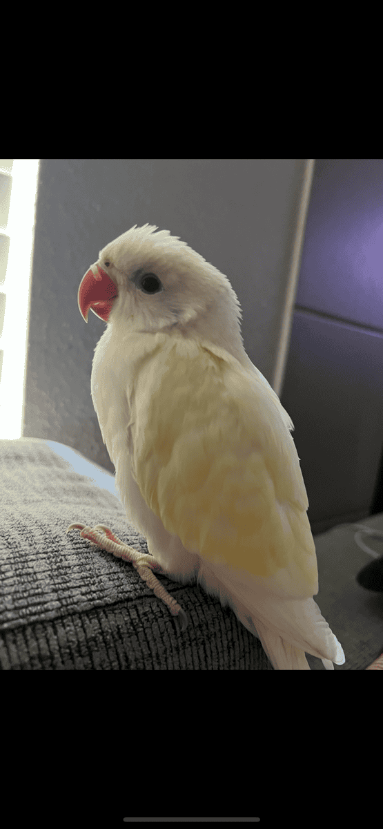Indian Ringneck image 3