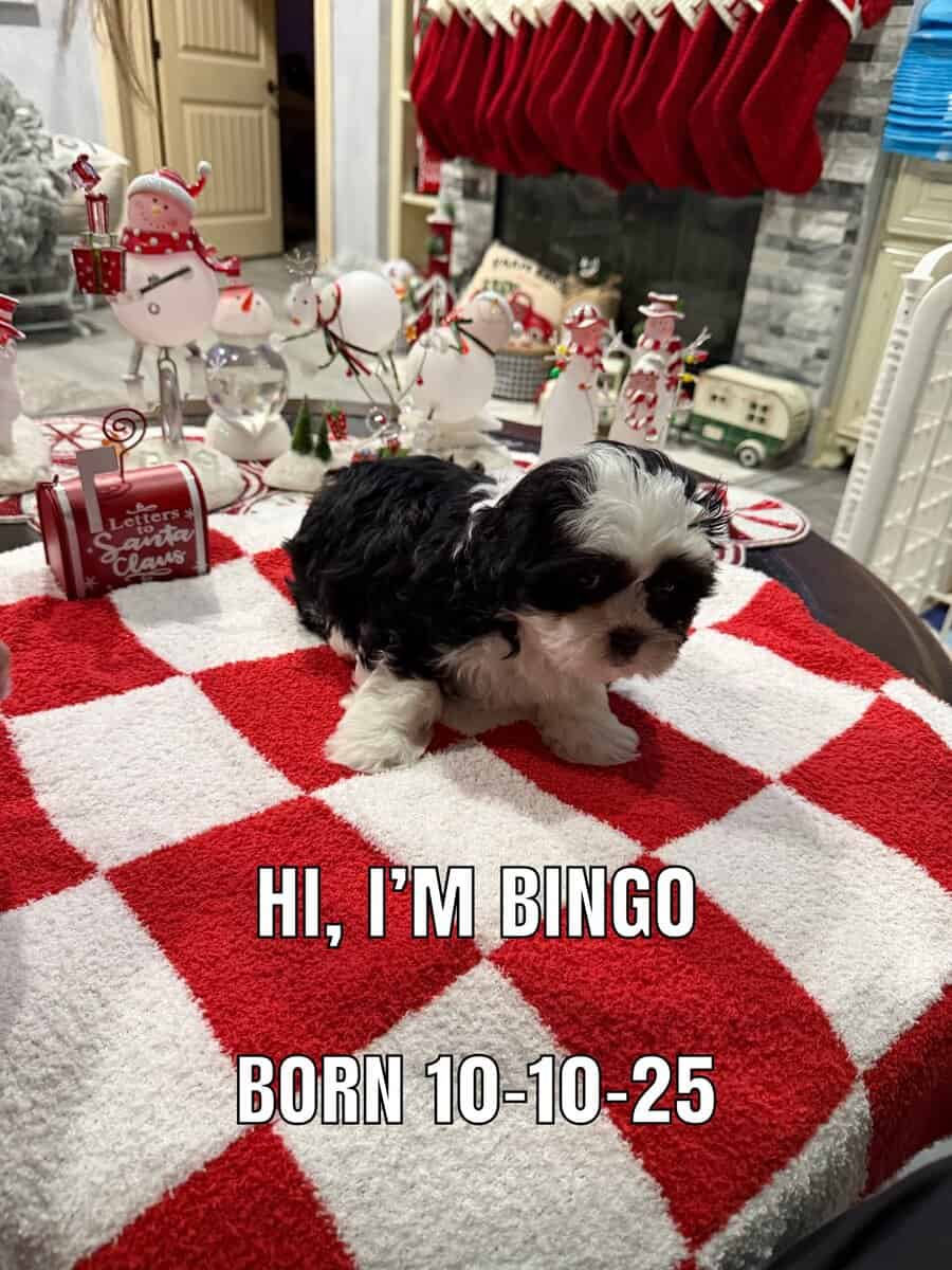 ShihPoo pups for sale image 5