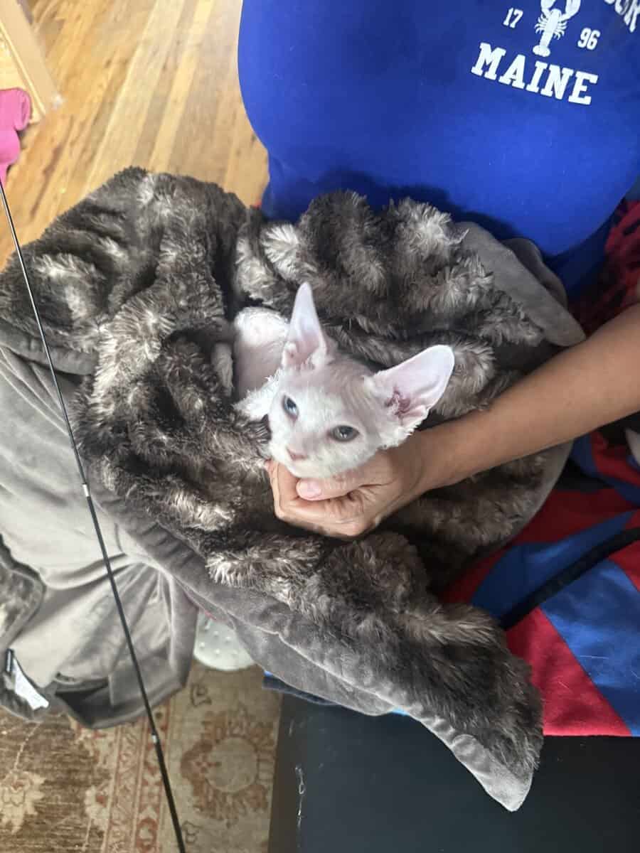Devon Rex image 2