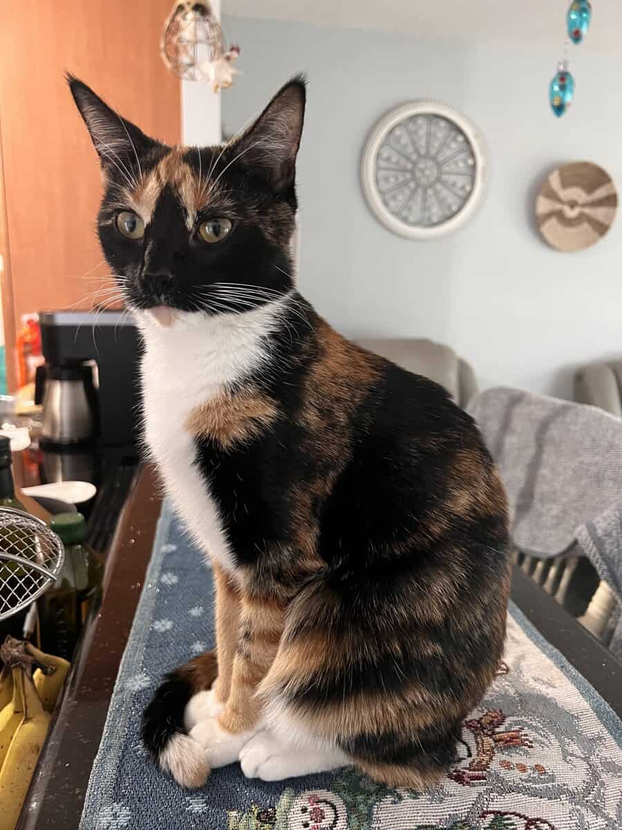 Tortoiseshell Cat image 3