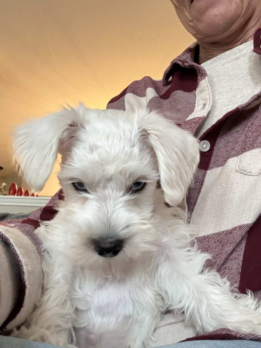 10 week old Miniature Schnauzer image 5