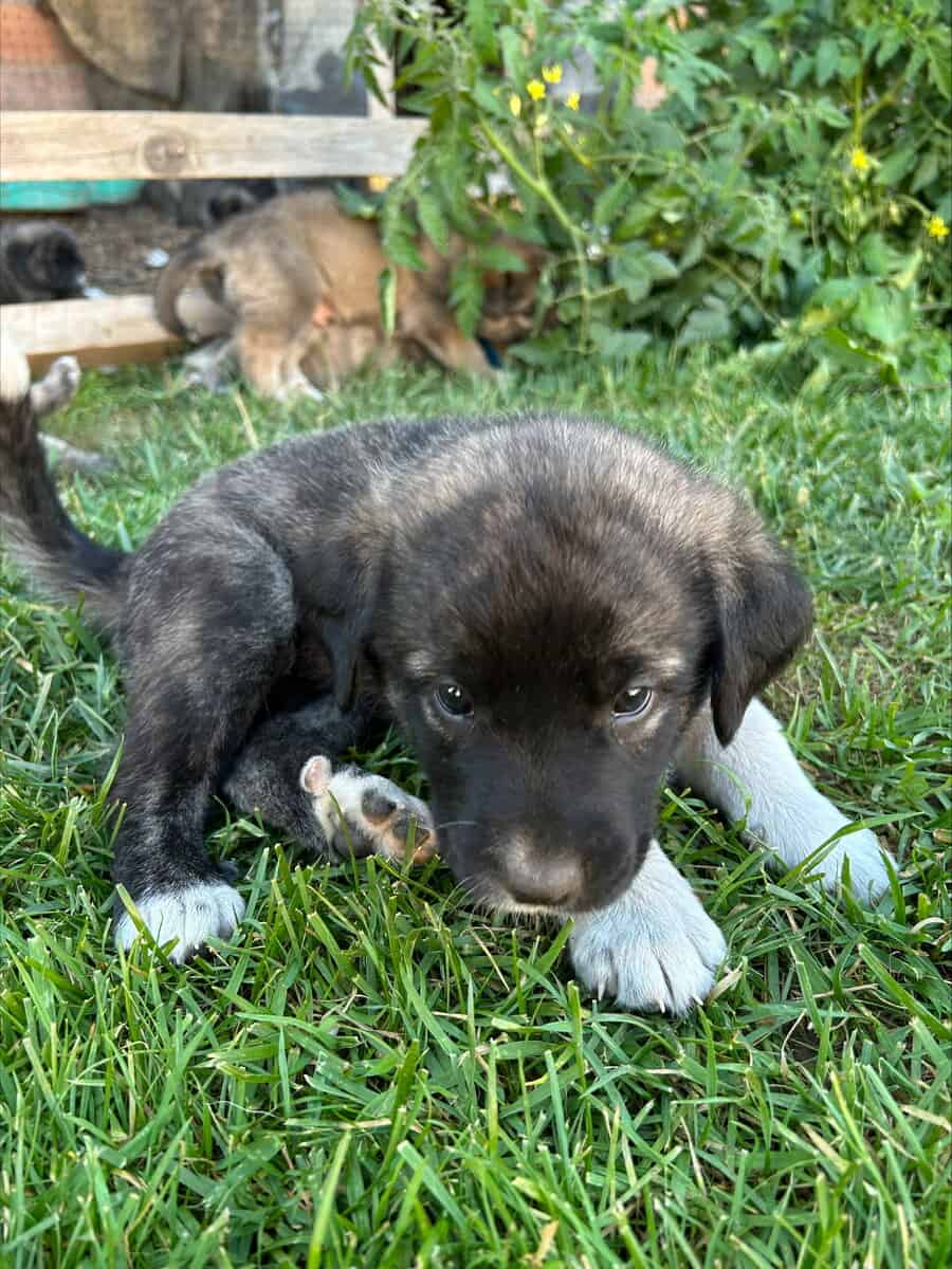 Anatolian Shepherds image 9
