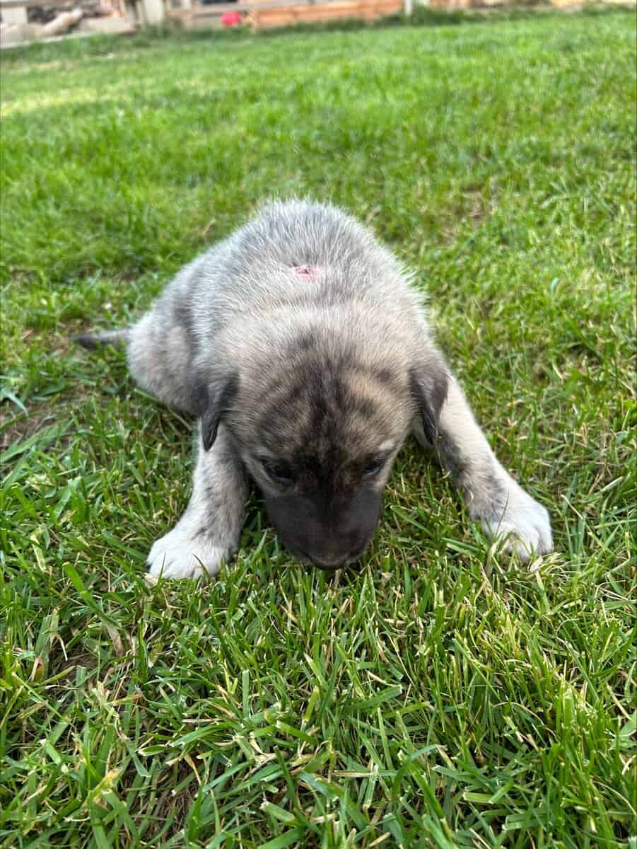 Anatolian and German Shepherd 50-50 mix image 7