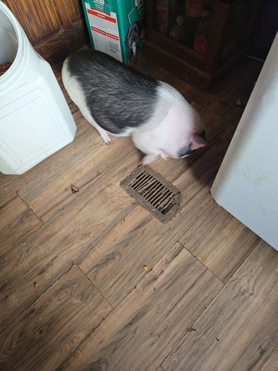 Pet piggies image 1