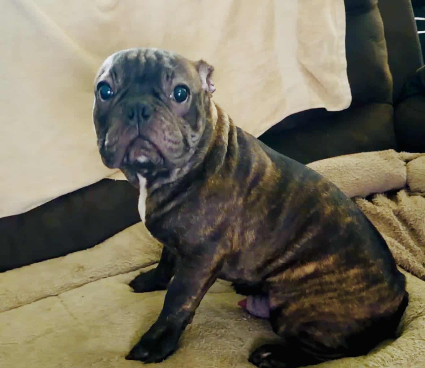 French Bulldog for sale “Sirloin” image 3