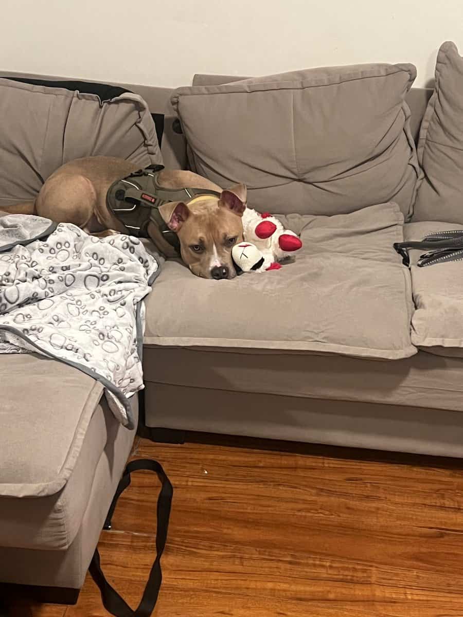 9 Month old Puppy image 5