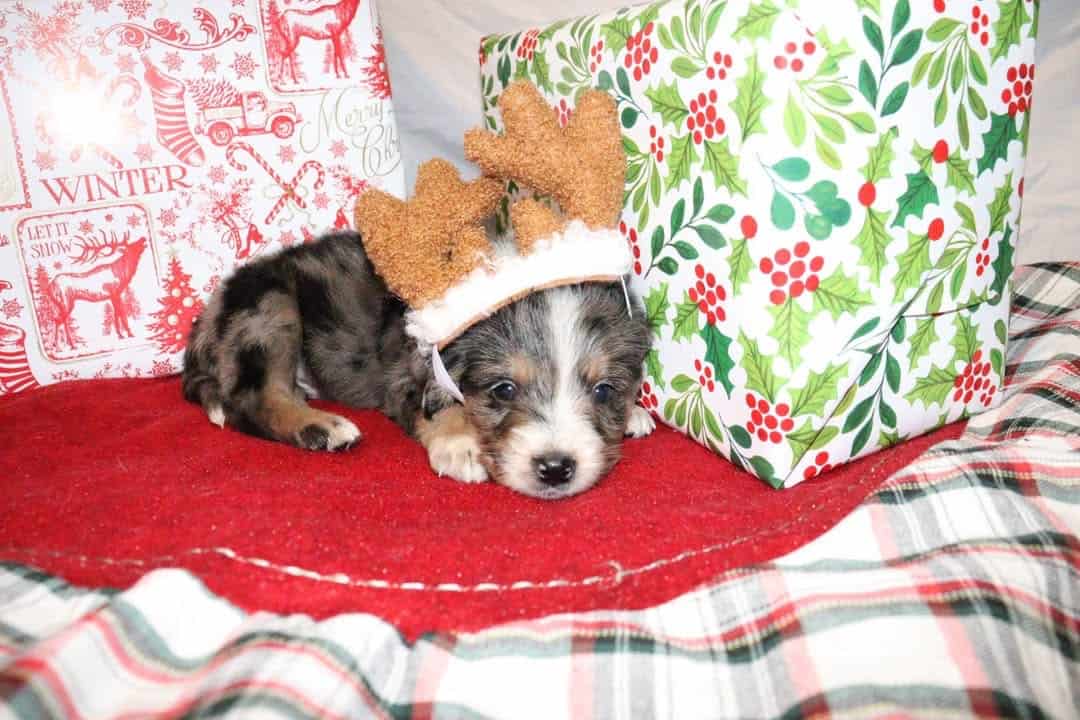 Merle doodle/blue heeler mix image 9