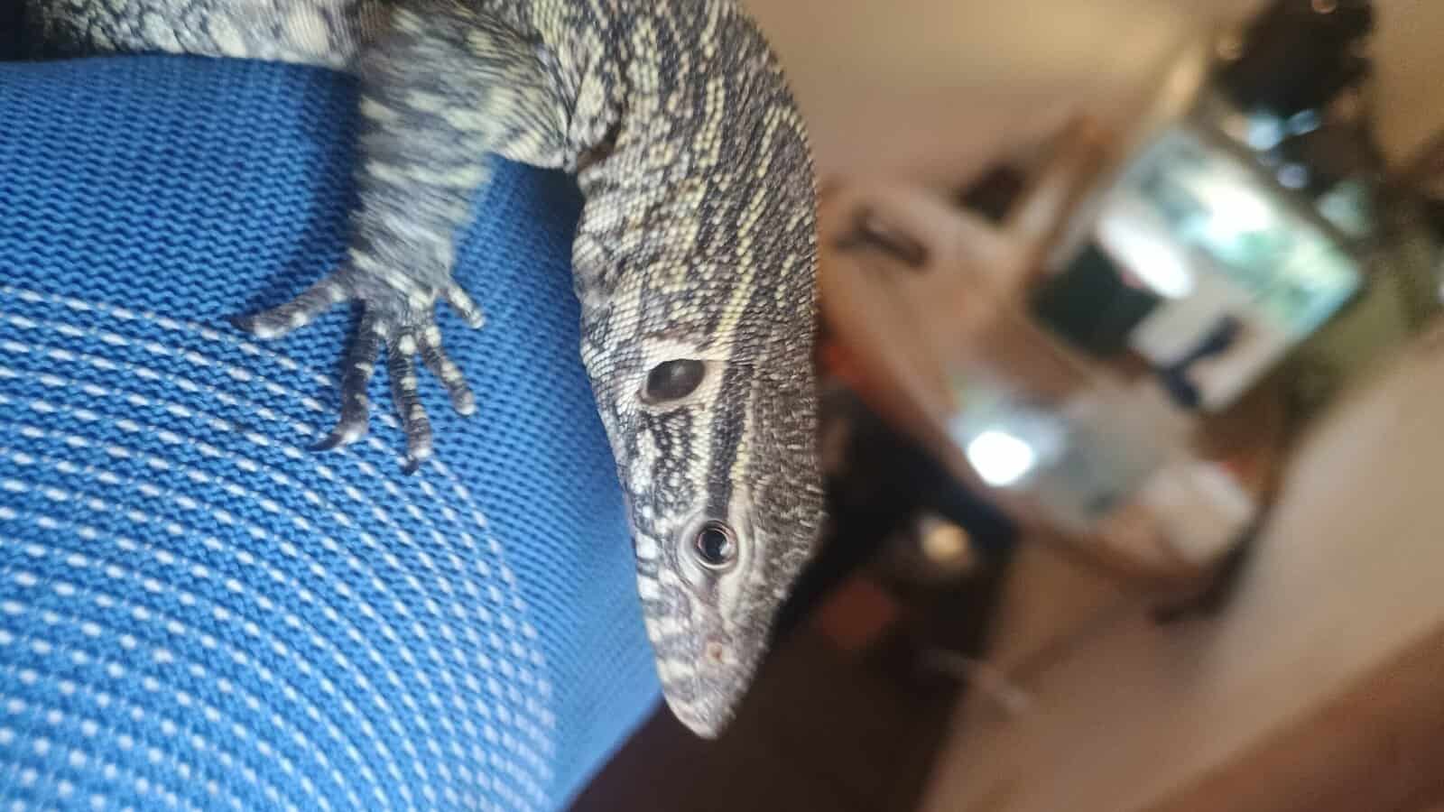 Nile monitor lizard image 1