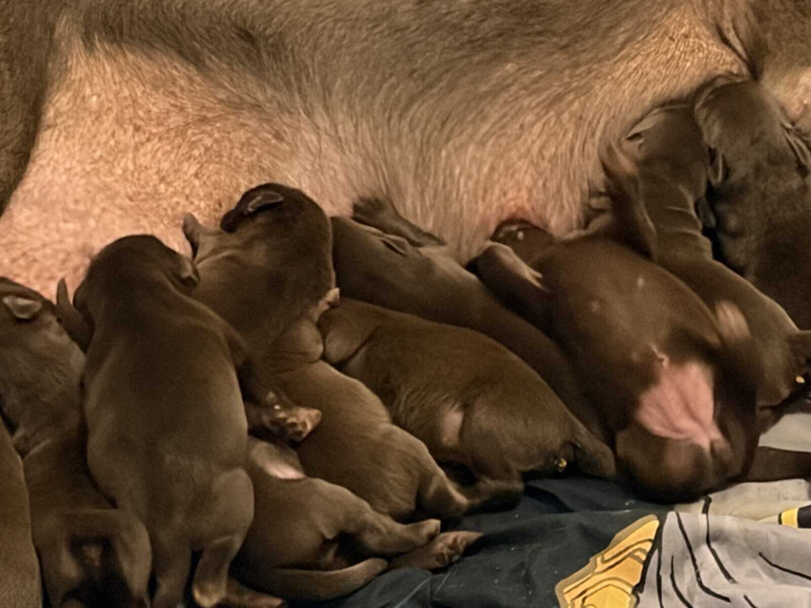 AKC registered chocolate lab puppies. image 5