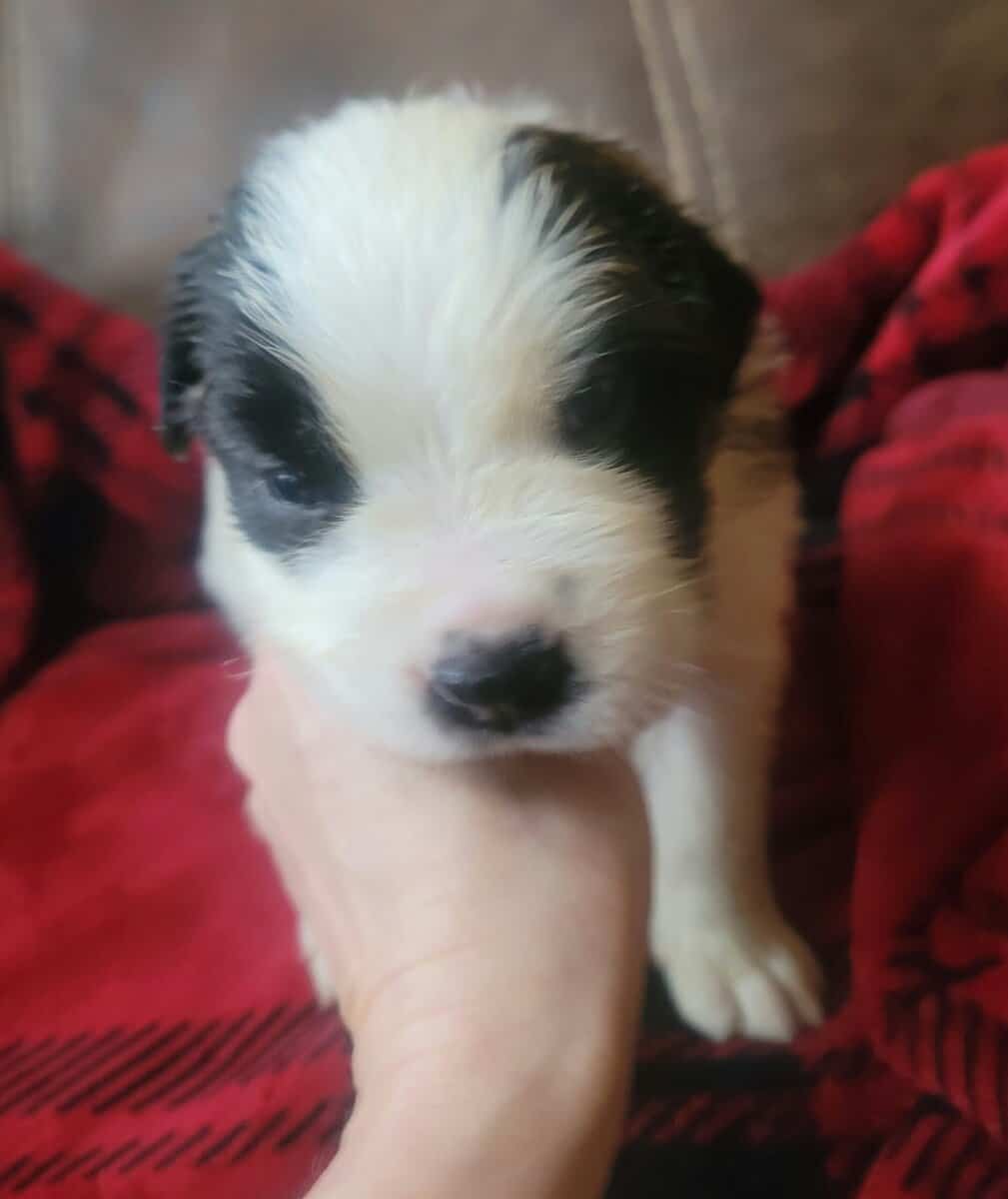 Saint Bernard girl 1 image 1