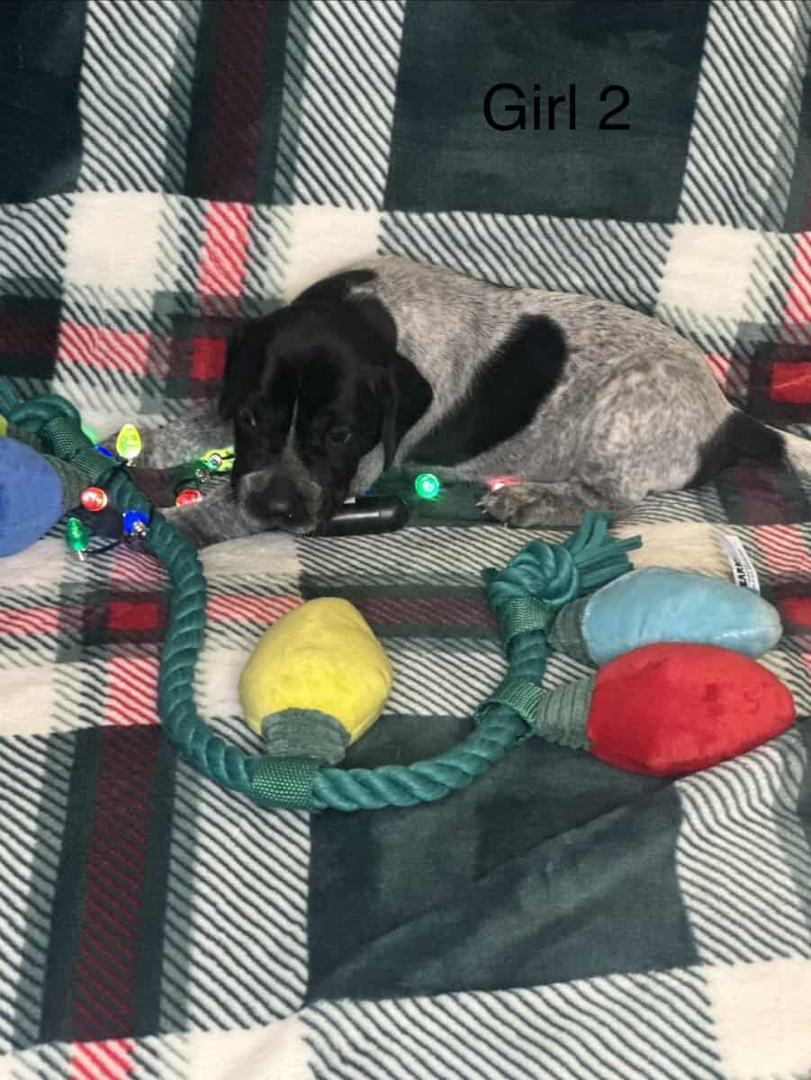 German Shorthair Pointer Puppies image 3