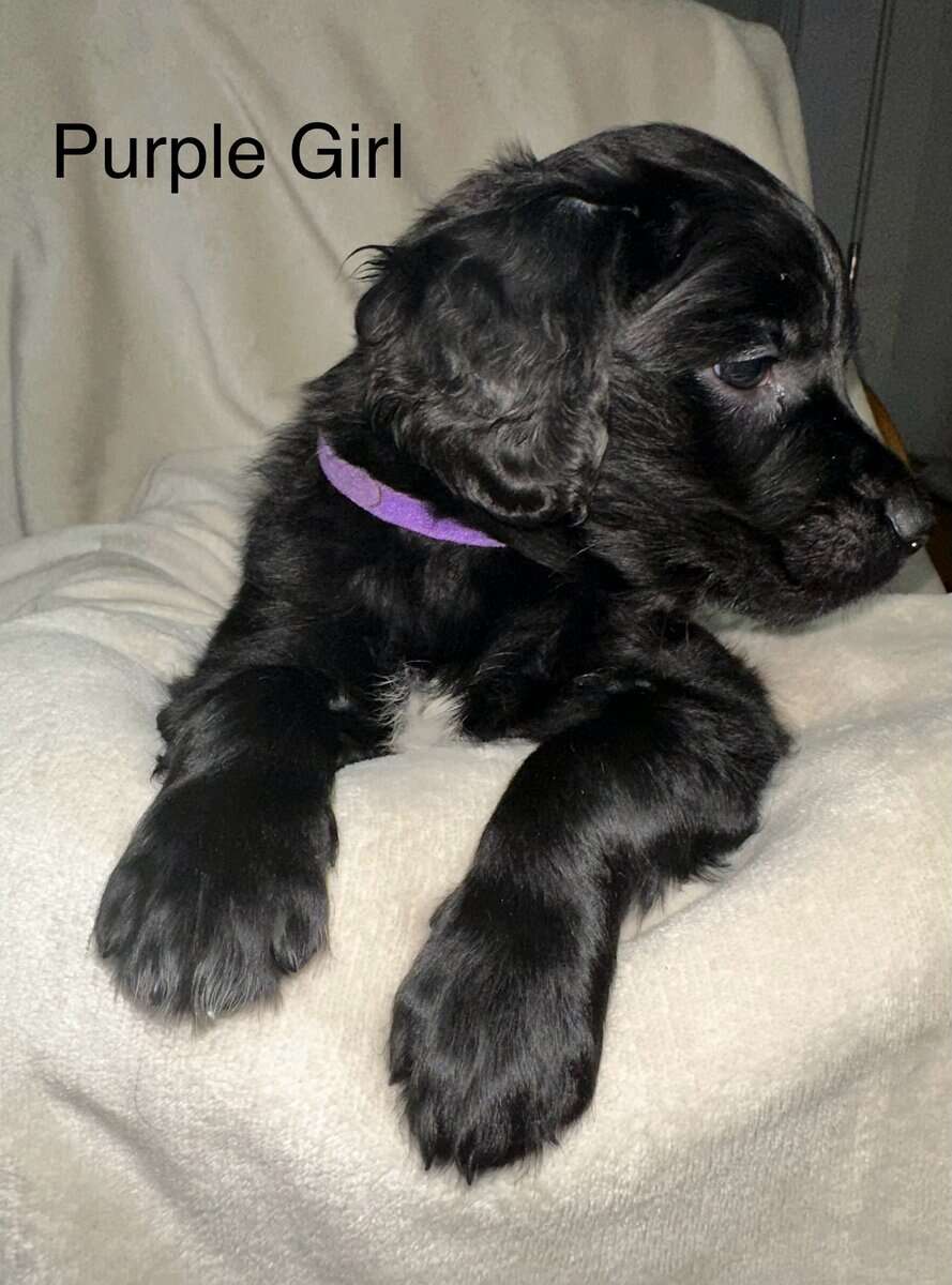 Goldador puppy image 1