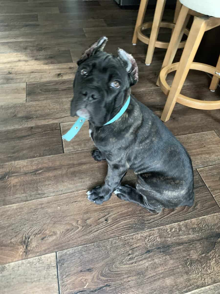 Cane Corso for sale image 4