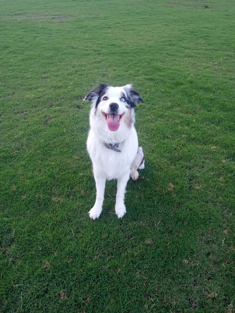 Aussie for sale/rehoming image 5