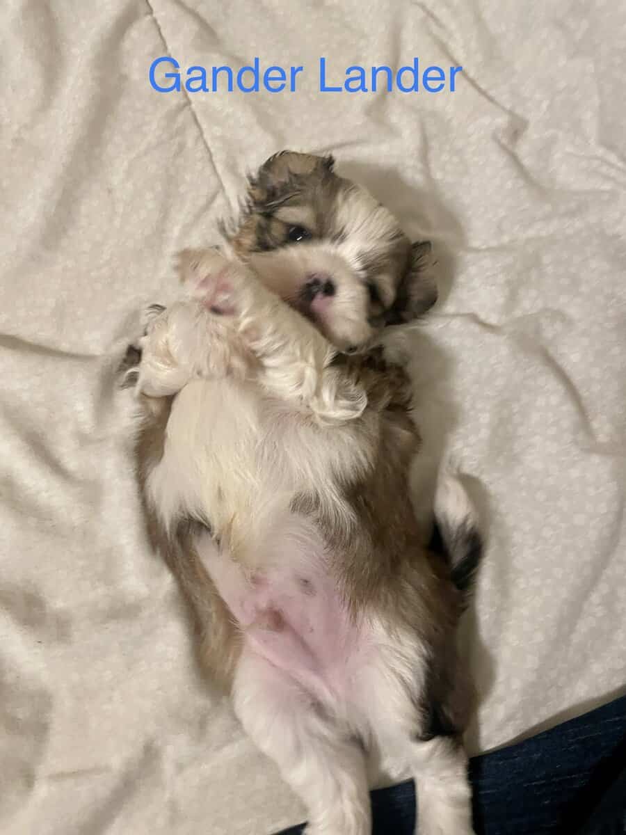 Shih Tzu Pups image 12