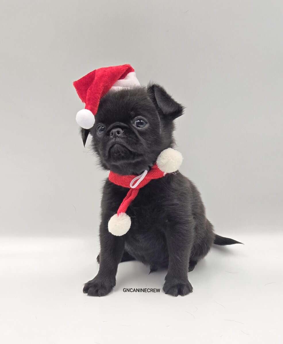 Brussels Griffon image 3