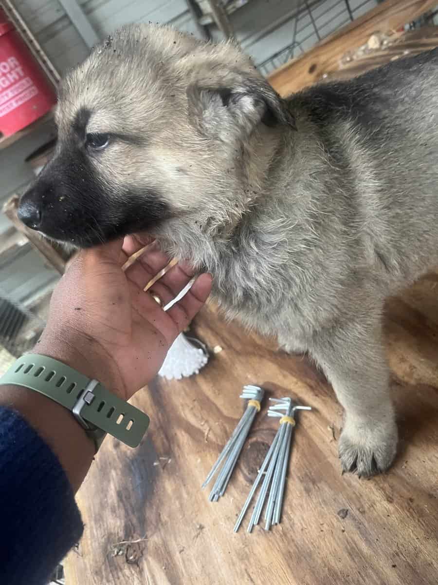 German Shepherd Puppies image 7