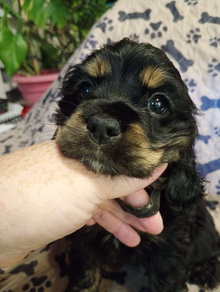 Cocker spaniel girls image 14