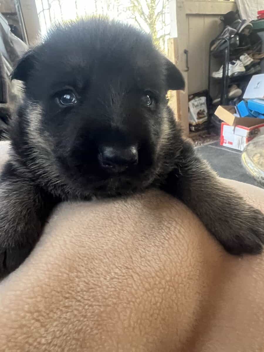 Puppies image 2