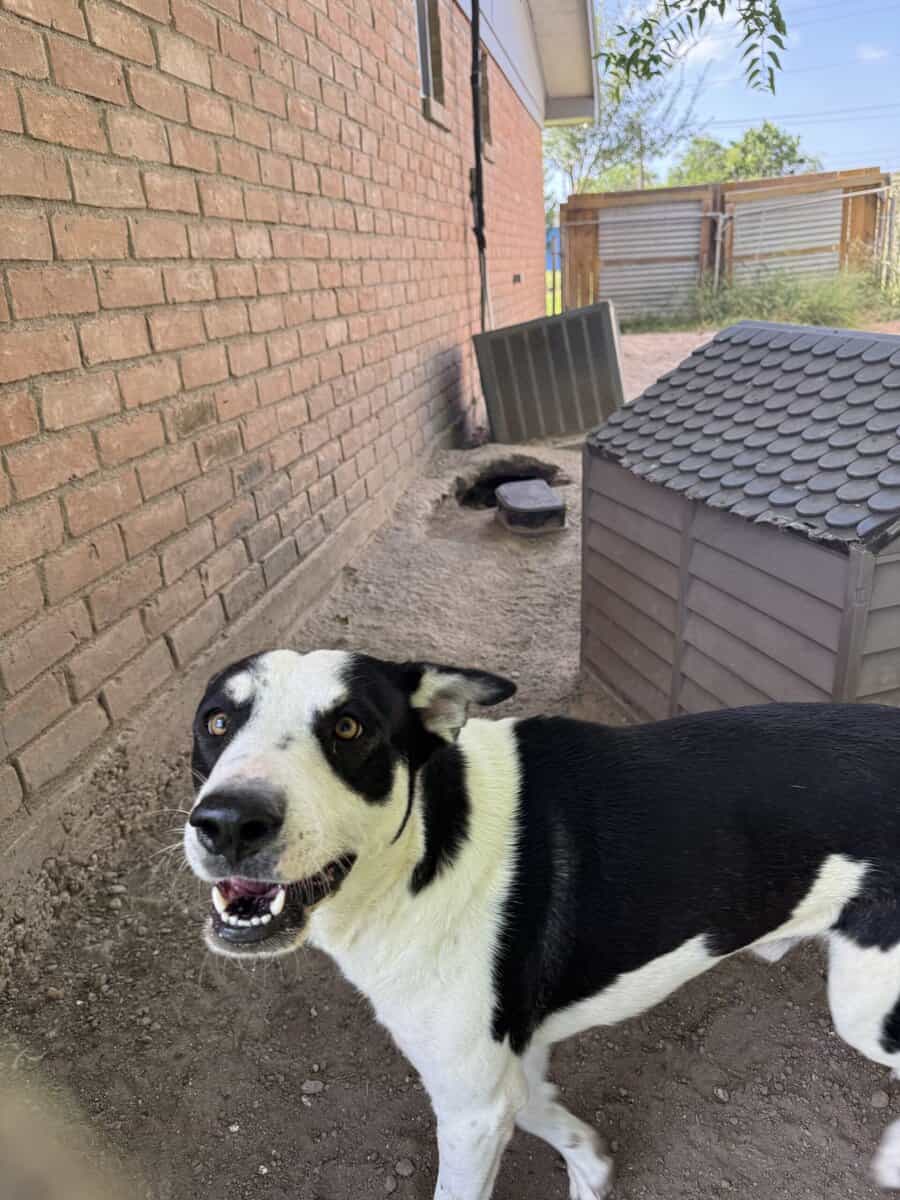 Playful Dog image 1