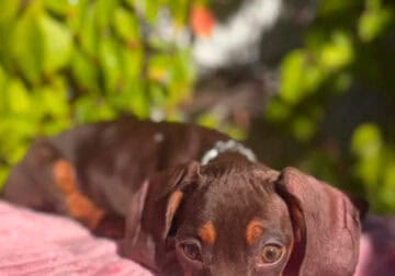 Stormy | Dachshund Puppy
