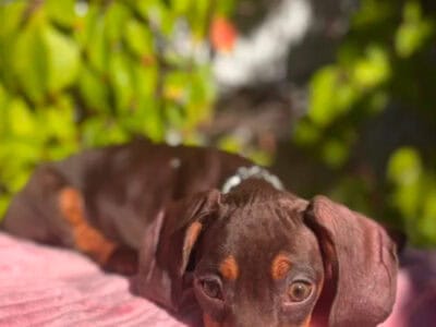 Stormy | Dachshund Puppy