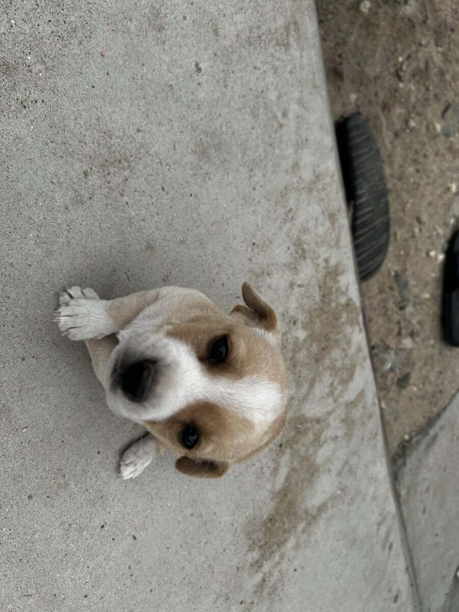 Chihuahua puppy image 10