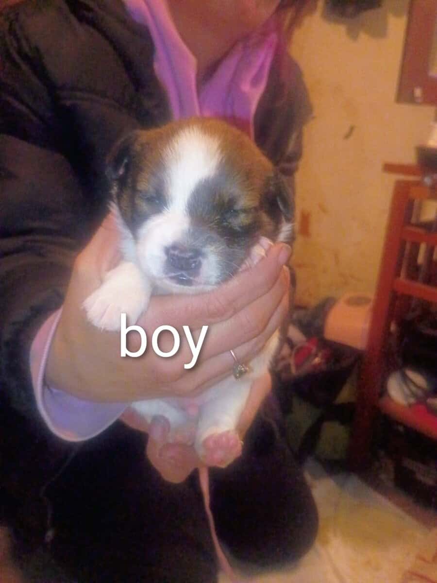 CHIWIENNIE PUPPIES READY FOR A GOOD HOME image 8