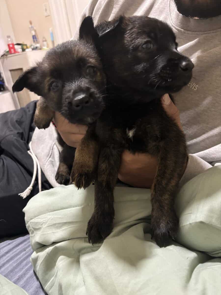 Belgian Malinois pups 8 weeks old image 3