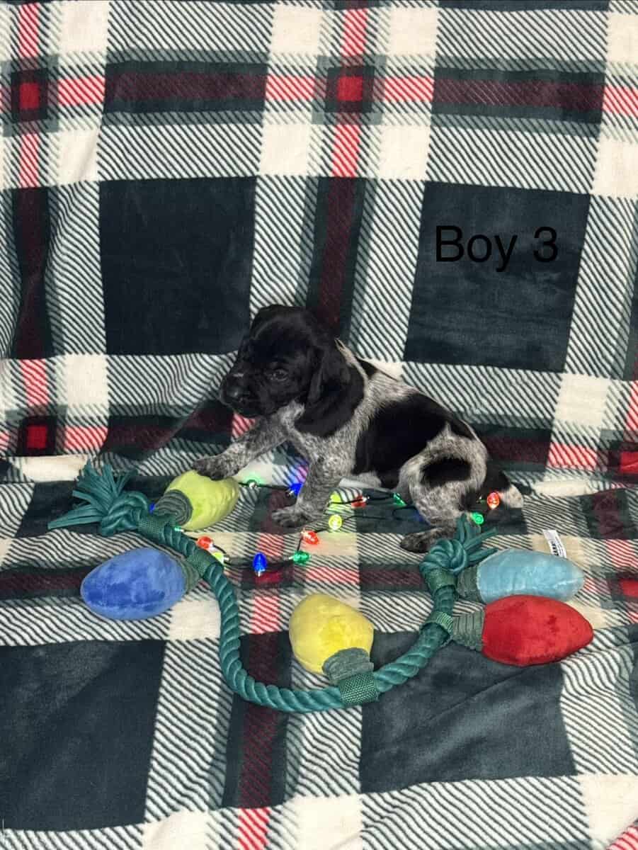 German Shorthair Pointer Puppies image 10