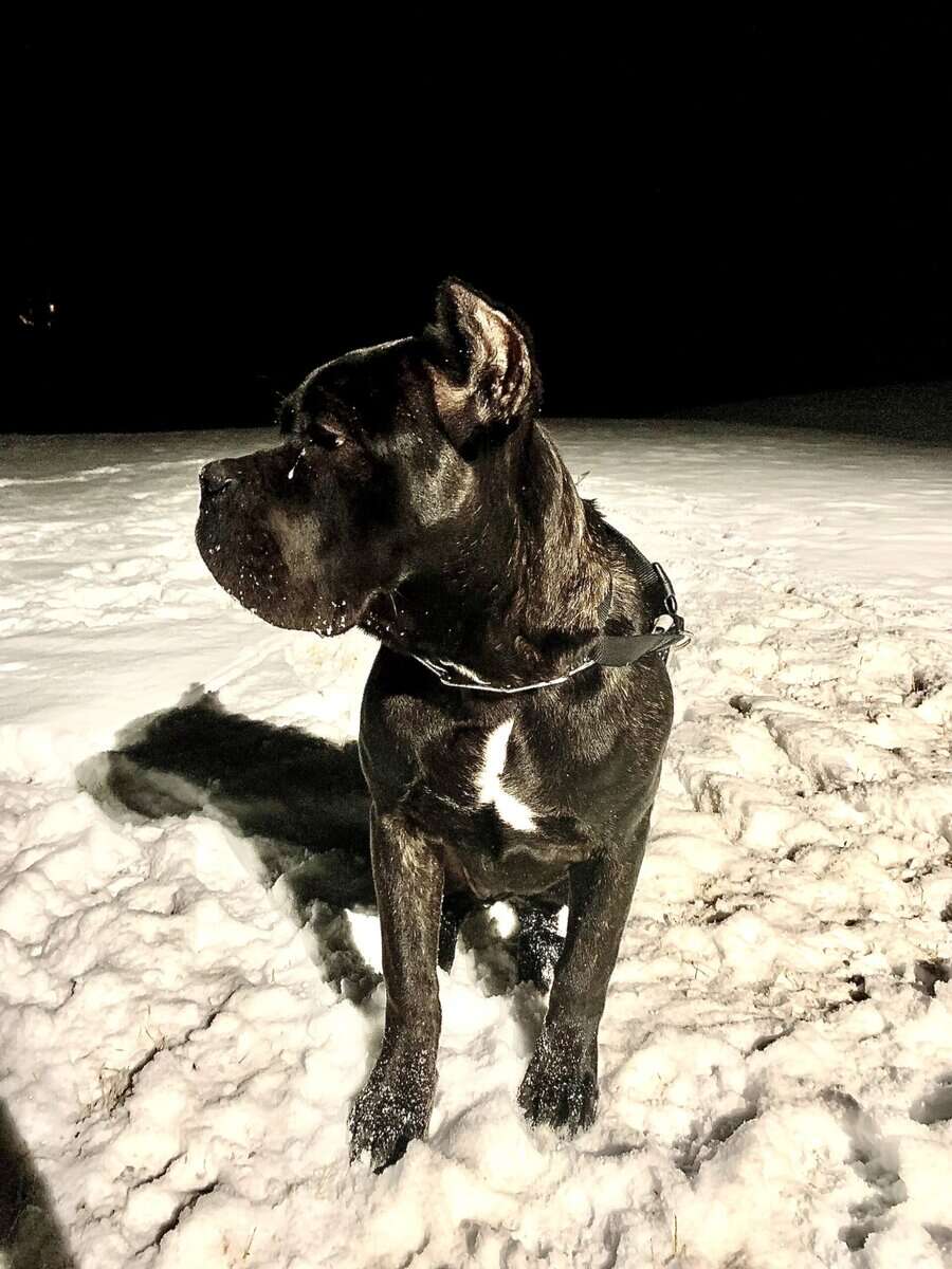Cane Corso for sale image 1