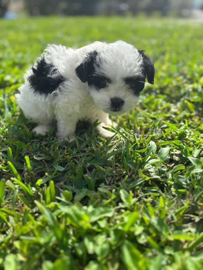they are shipoo that’s shitzu mixed with mini poo image 1