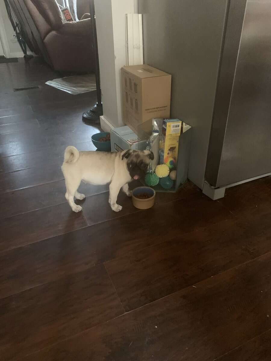 Pugs image 2