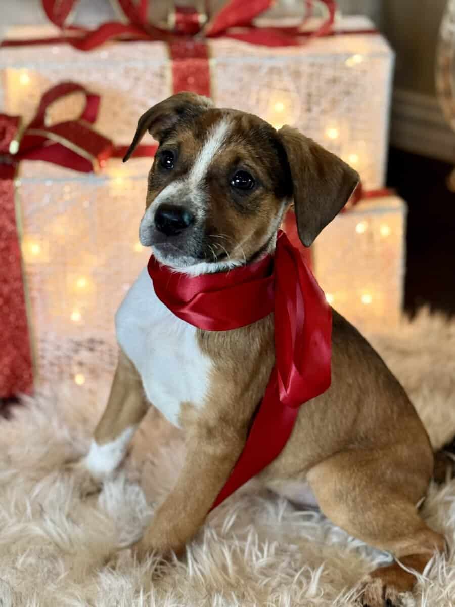 🏡🐶🐾Adorable Pit/Mix Puppies !!🐾🐶 🏡 image 4