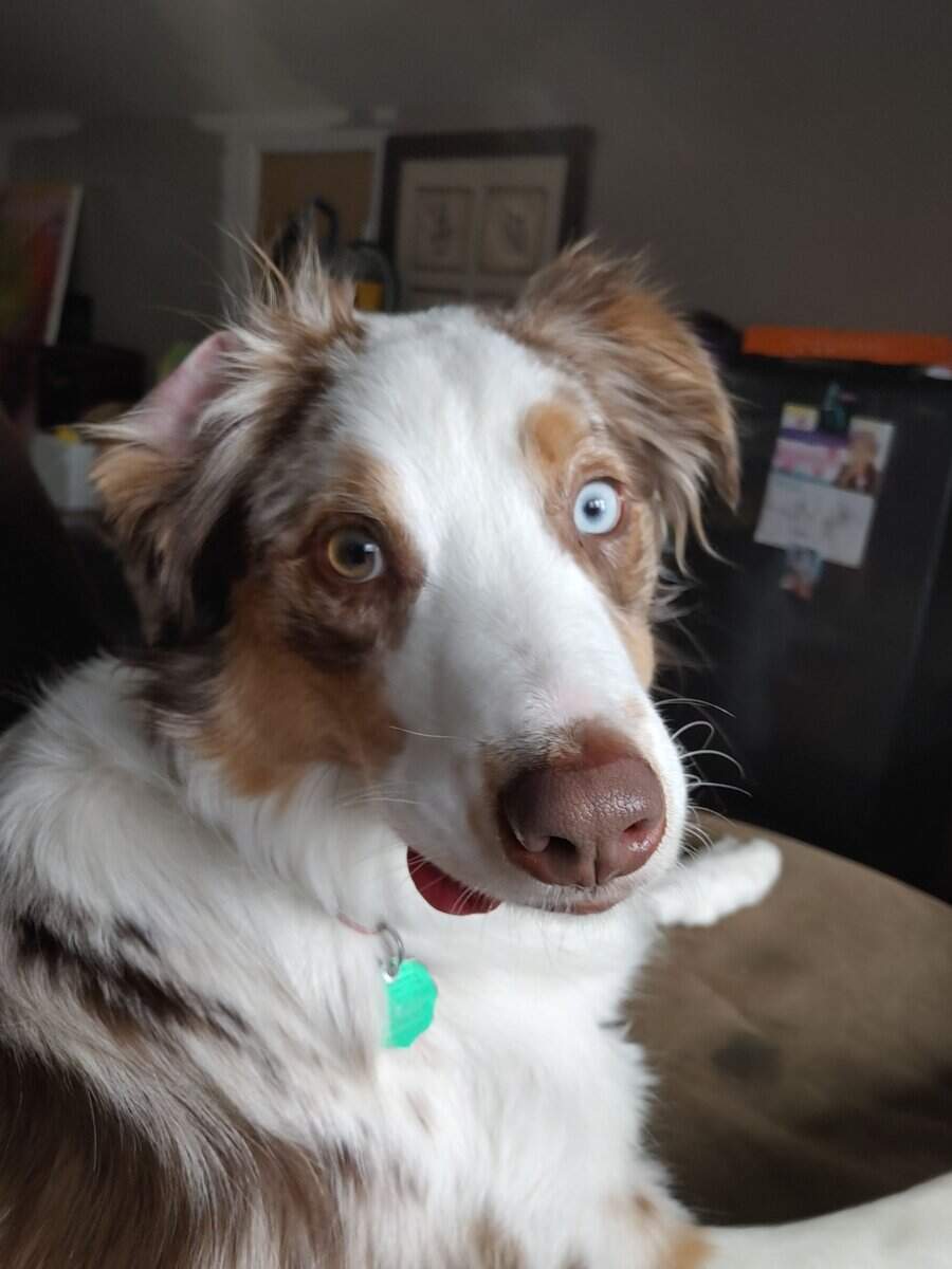 Fun happy Aussie needs home image 7