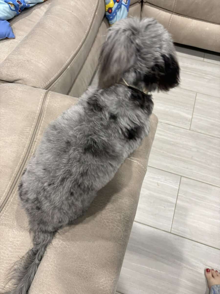 6 mo old pup - Benie image 4