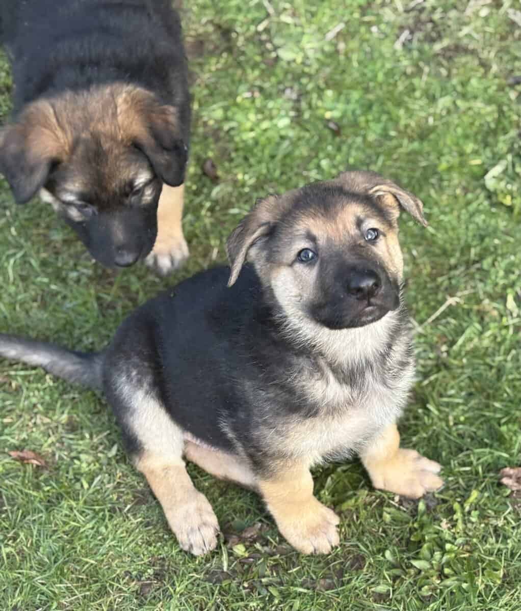 German Shepherd Puppies image 2