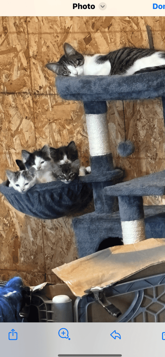 Free kittens image 1