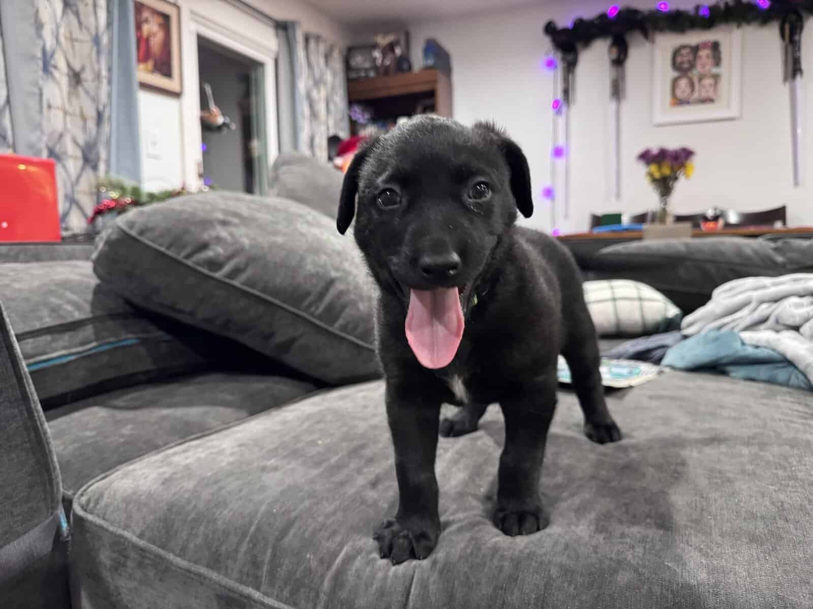 Cuddly, Sweet Belgian Malinois/Lab Puppies image 9
